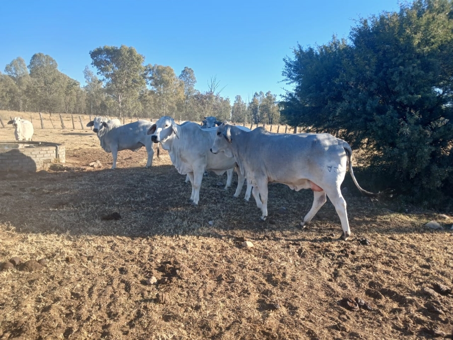  Bedroom Property for Sale in Vryburg Rural North West